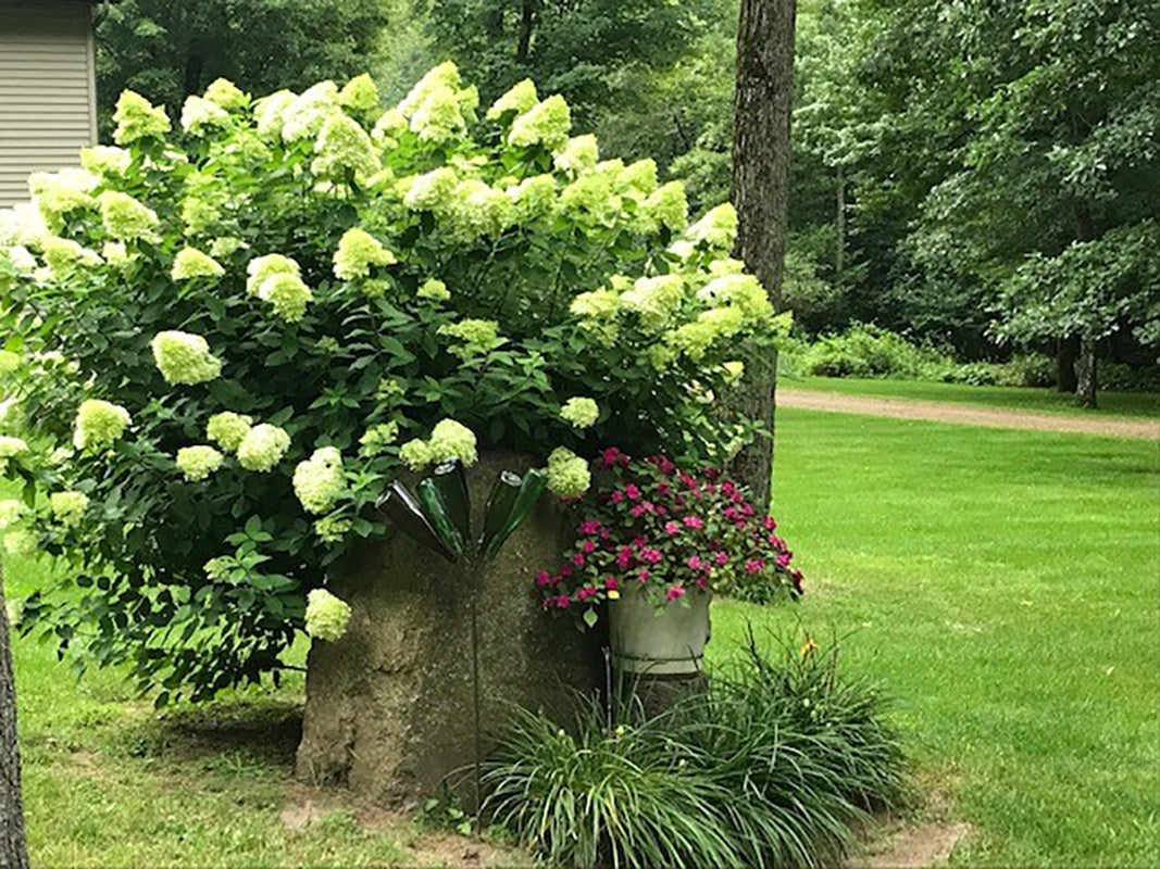 Photo of flowering plant.