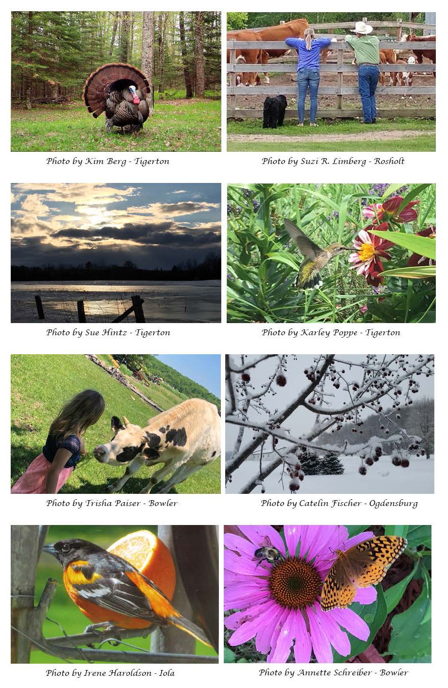 Image of honorable mention photos.