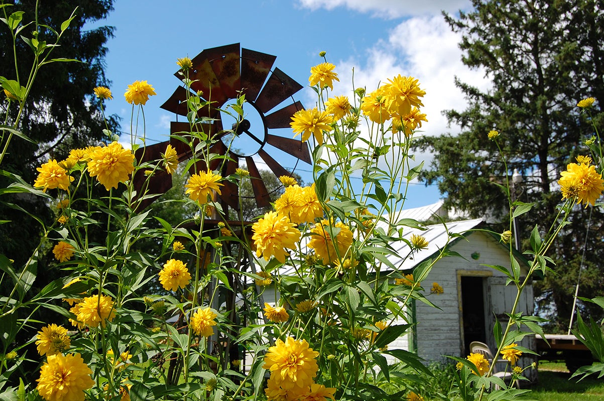 Photo of flowers.