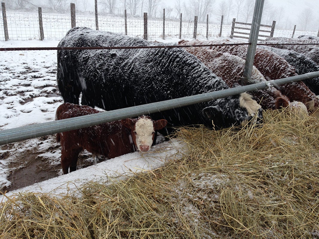 Photo of cattle eating.