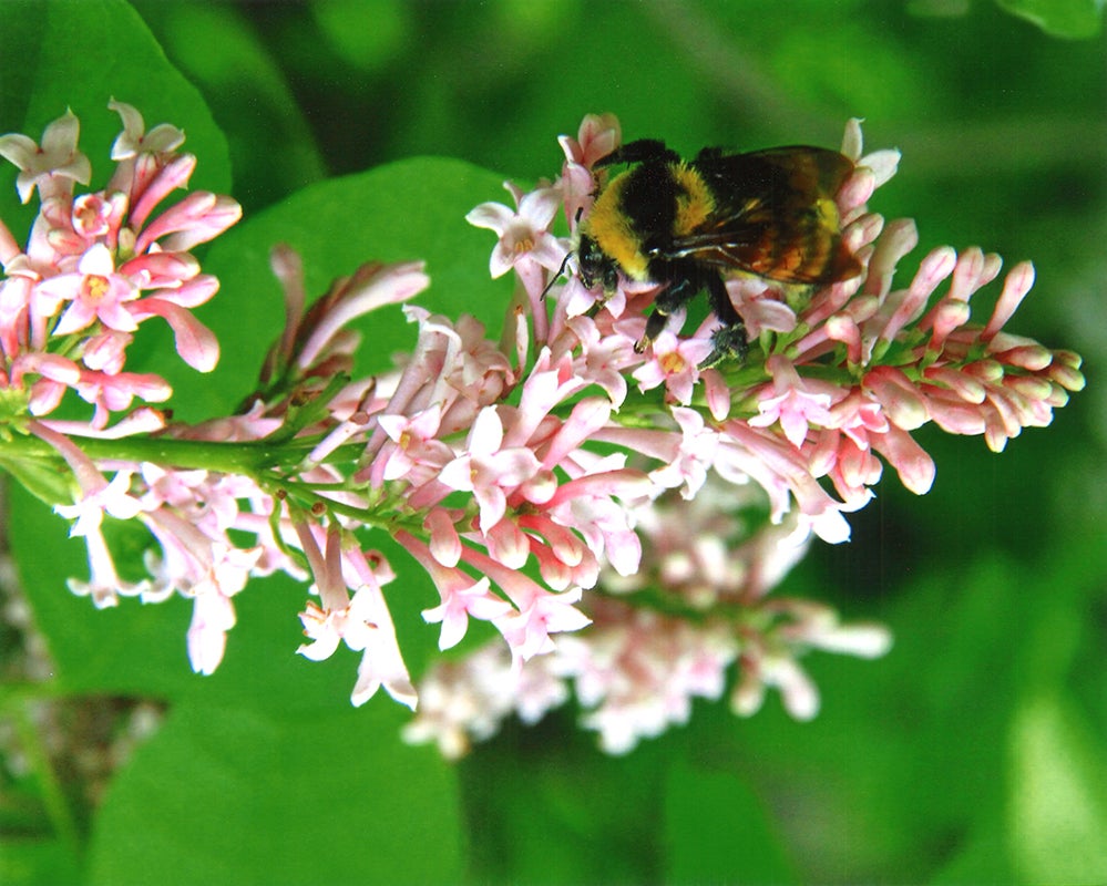 Photo of a bee on a flower.