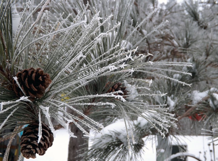 Photo of frost on pine needles.
