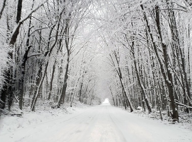 Photo of snow covered trees over a snow covered road.