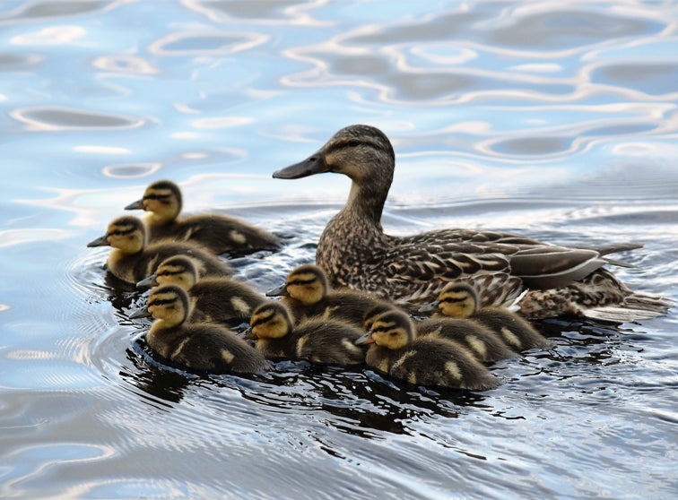 Photo of a duck and its ducklings.