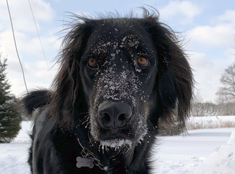 Dog in the winter
