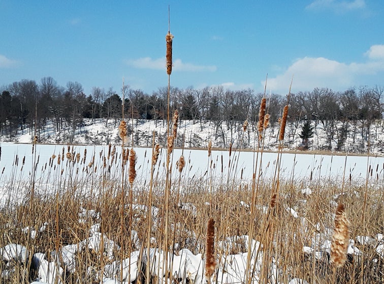 Cattails by a frozen pond.