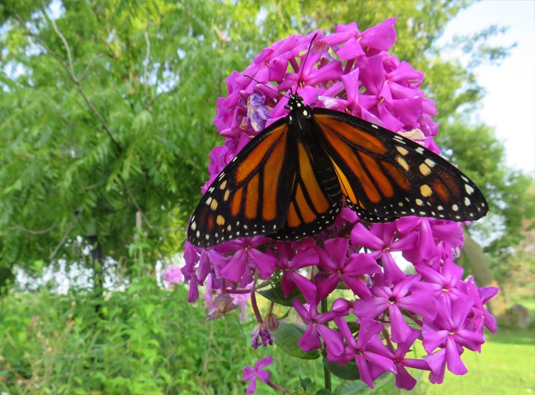 Monarch butterfly on a Lilac bush. 