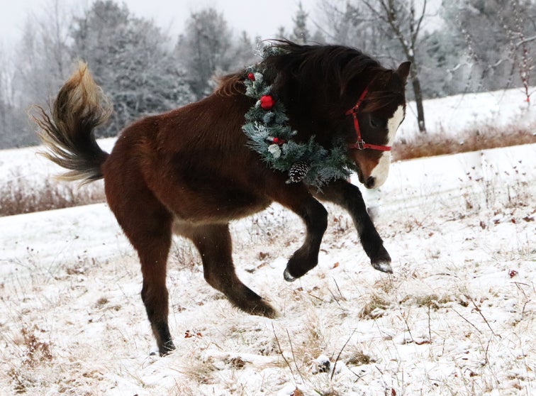 A horse playing in the snow.
