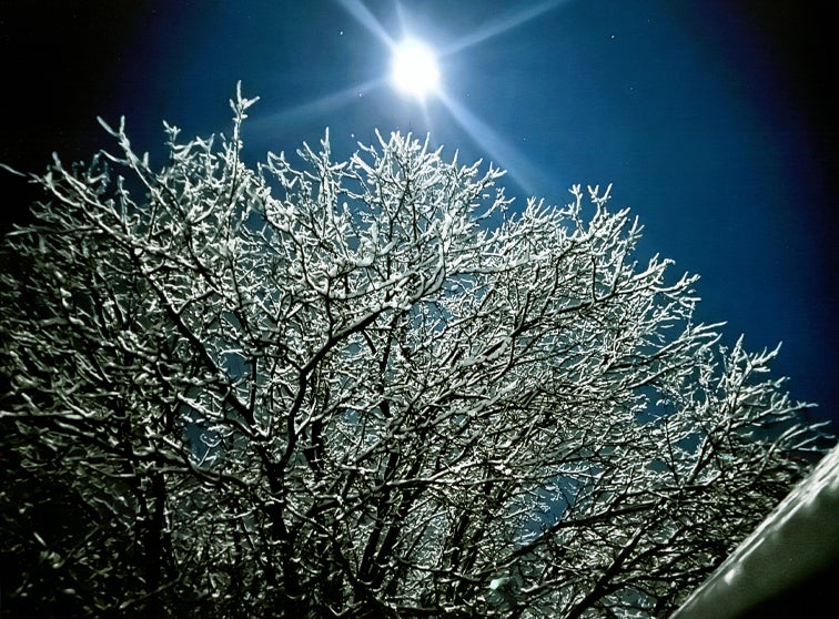 Snow on tree branches in the moonlight.