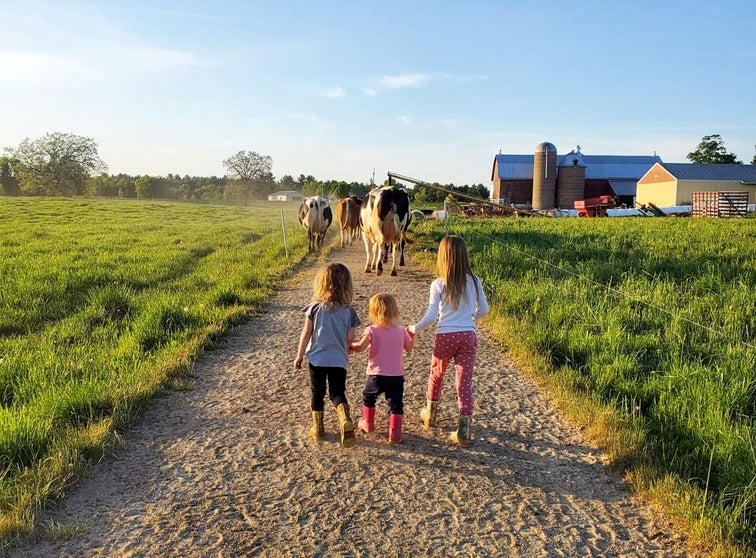 Children herding cows home.