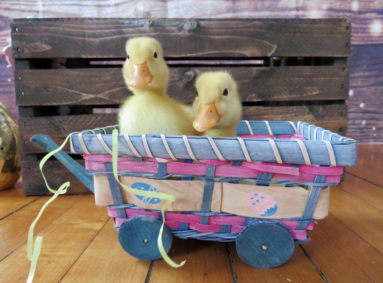 Baby ducks in a toy cart.