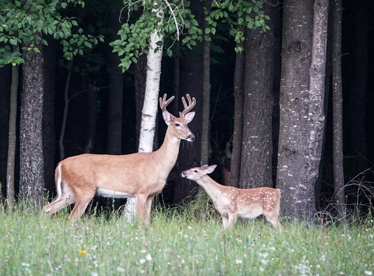 A buck and a fawn near trees.