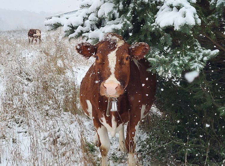 Cow in the snow.