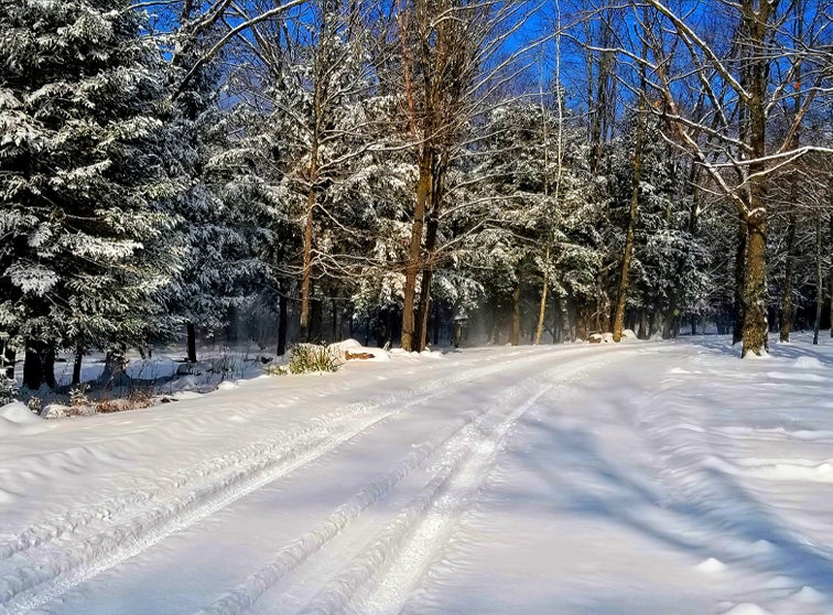 Truck tracks on a road in the woods.