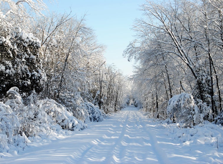 Vehicle tracks on snow covered road through the woods.