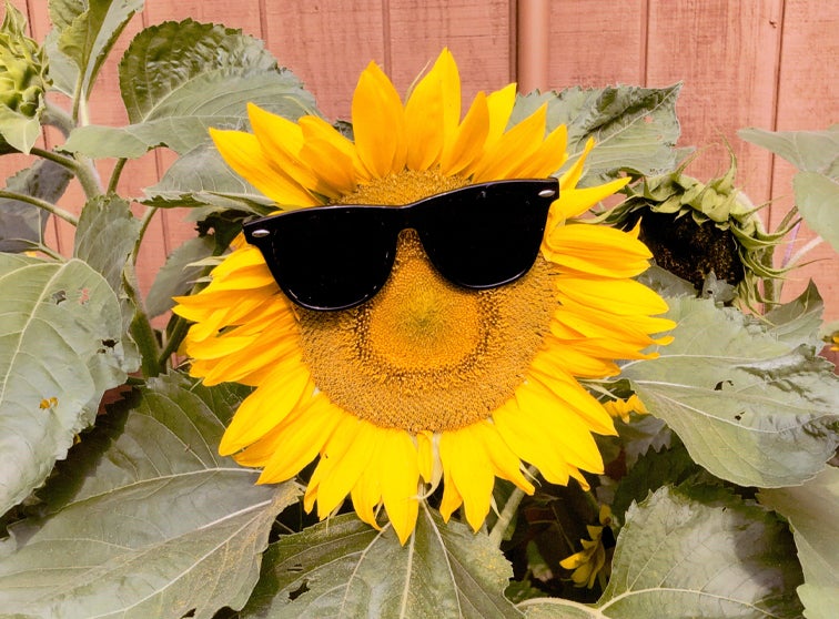 Sunflower wearing sunglasses.