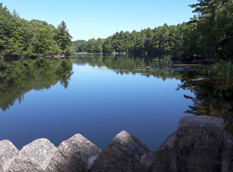 Calm lake in the summer.