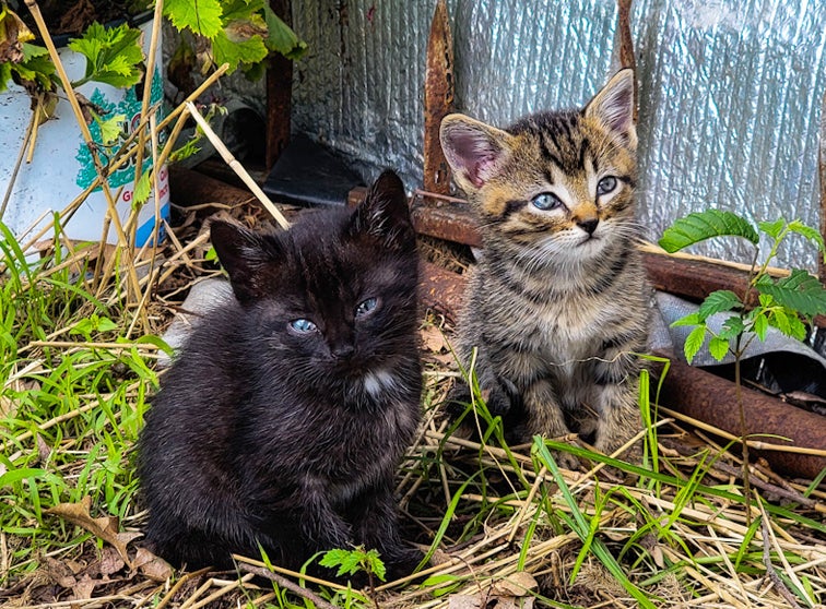 Two kittens