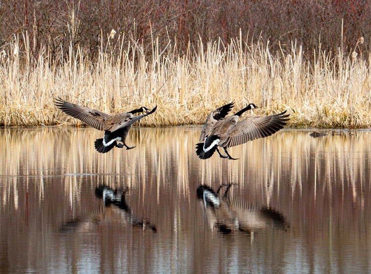 Geese landing in water.