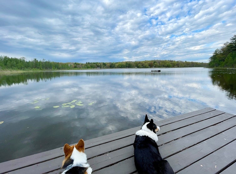 Two dogs on a deck overlooking a body of water.