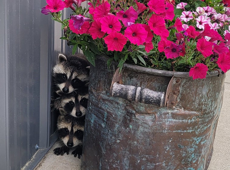 Three racoons looking out from behind a pot of flowers. 