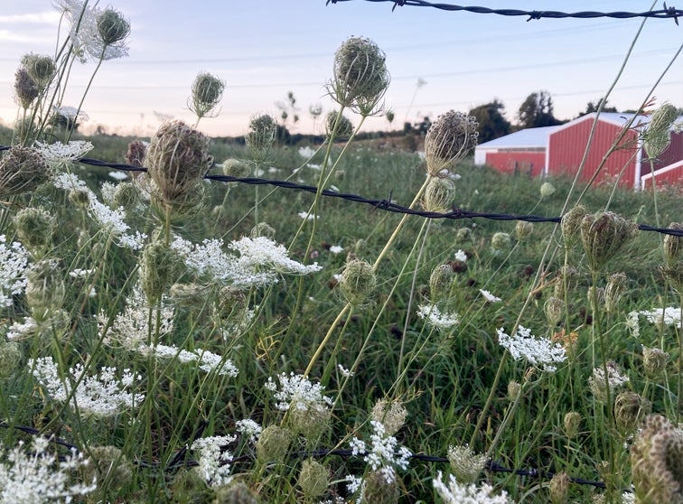 Photo of a pasture with farm sheds in the background.