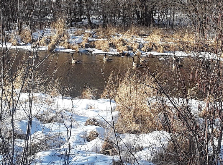 Photo of geese on a body of water.