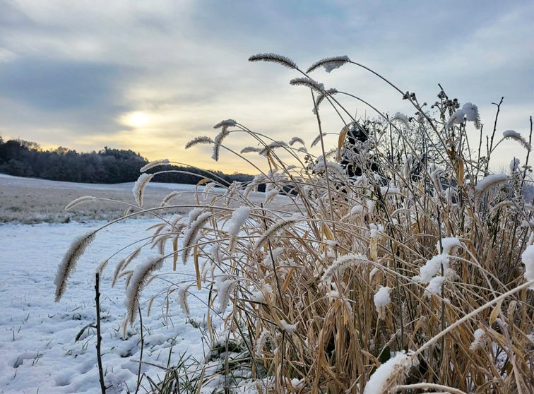 Photo of tall grass with snow on it.