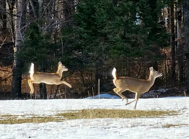 Photo of two deer running in a snow covered field. 