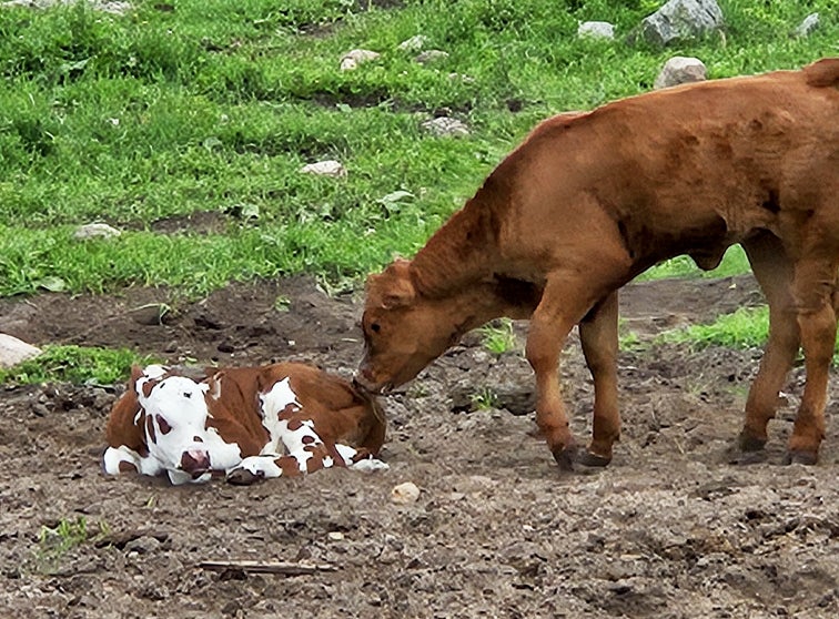 Photo of a calf and young steer.