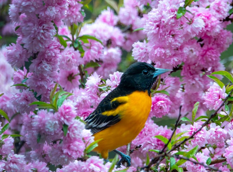Photo of an Oriole bird in a lilac tree.
