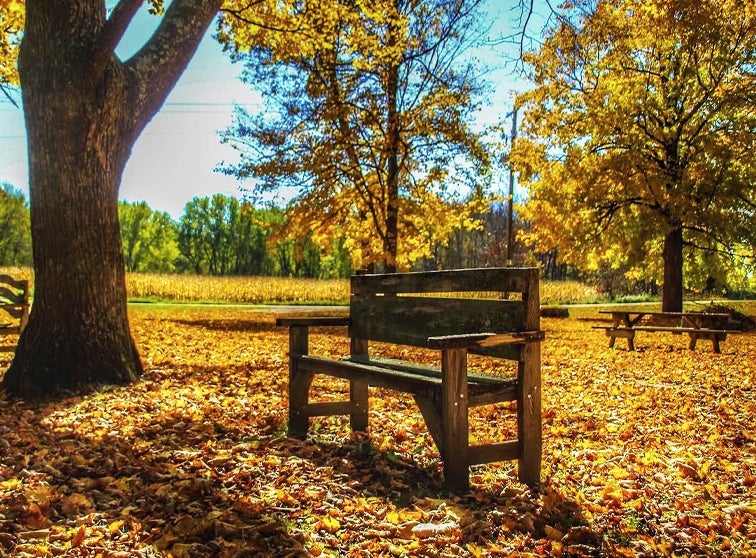 Photo of a wooden bench surrounded by fall leaves.