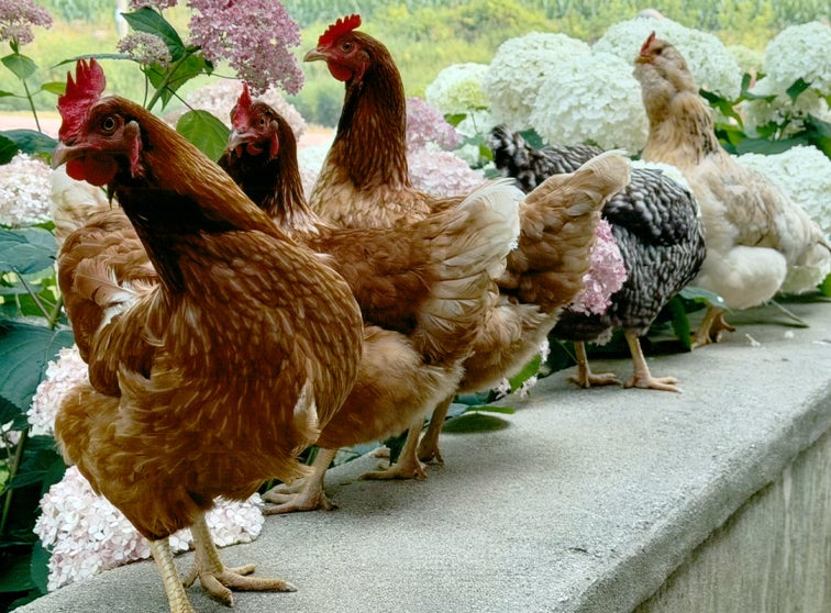 Photo of chickens and a rooster.