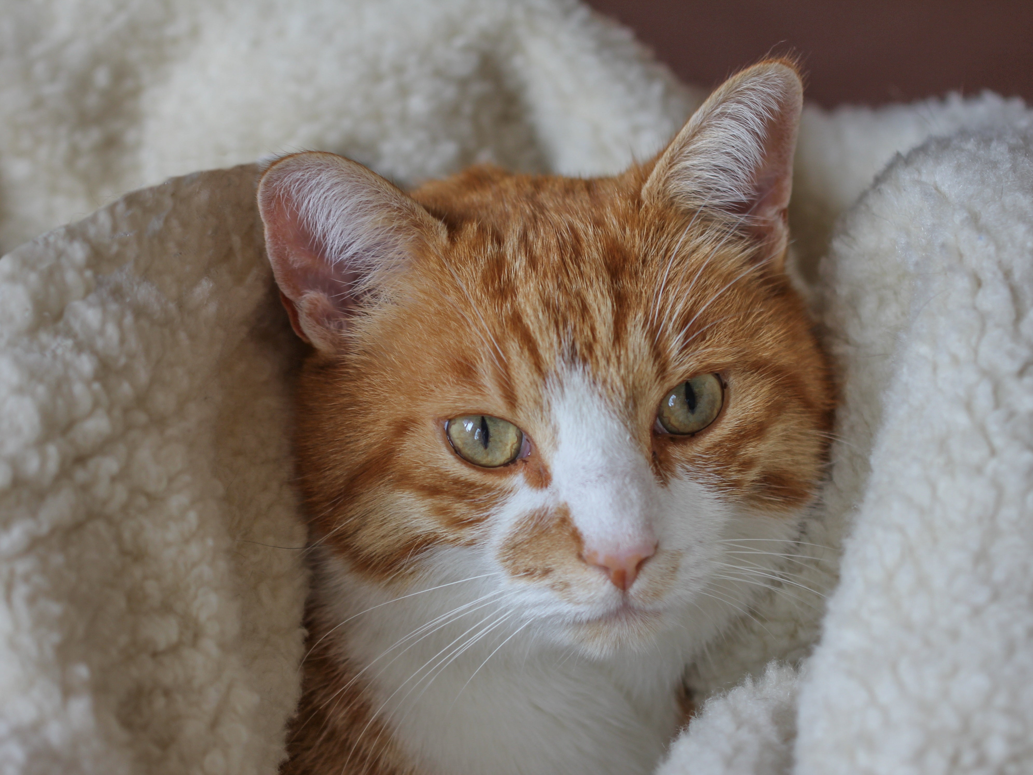 Cat in blankets